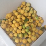 Lemon harvest 2014